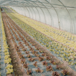 João Eustáquio De Almeida Junior apresenta práticas que reduzem impactos ambientais e fortalecem a produção no campo.