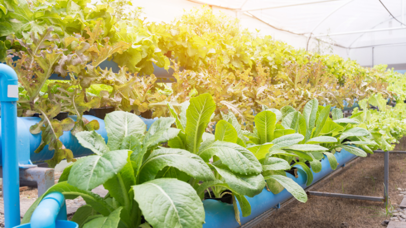 Conheça, com João Eustáquio De Almeida Junior, estratégias que aliam responsabilidade ambiental e produtividade agrícola.